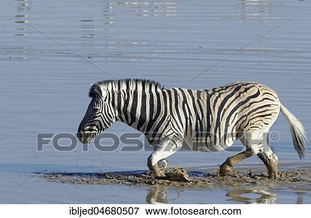 Burchell's Zebra (Equus quagga burchellii) in muddy water, adult male crossing the Okaukuejo waterhole, Etosha National Park, Namibia, Africa View Large Photo Image Stock Photo - Burchell's Zebra (Equus quagga burchellii) in muddy water, adult male crossing the Okaukuejo waterhole, Etosha National Park, Namibia, Africa. Fotosearch