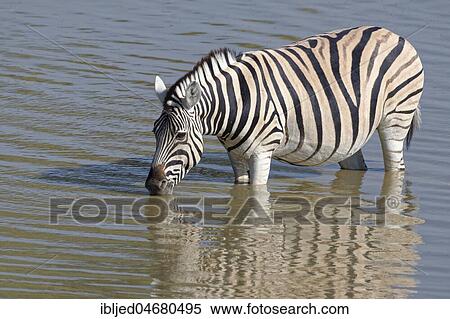 Burchell's Zebra (Equus quagga burchellii) in water, drinking, Okaukuejo waterhole, Etosha National Park, Namibia, Africa View Large Photo Image Stock Photography - Burchell's Zebra (Equus quagga burchellii) in water, drinking, Okaukuejo waterhole, Etosha National Park, Namibia, Africa. Fotosearch