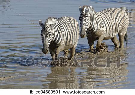 Stock Image - Burchell's Zebras (Equus quagga burchellii) in muddy water, crossing the Okaukuejo waterhole, Etosha National Park, Namibia, Africa. Fotosearch