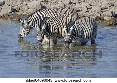 Burchell's zebras (Equus quagga burchellii), standing in water, drinking, Okaukuejo waterhole, Etosha National Park, Namibia, Africa View Large Photo Image Stock Image - Burchell's zebras (Equus quagga burchellii), standing in water, drinking, Okaukuejo waterhole, Etosha National Park, Namibia, Africa. Fotosearch