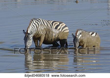 Burchell's Zebras (Equus quagga burchellii) in muddy water, adult and young animal crossing the Okaukuejo waterhole, Etosha National Park, Namibia, Africa View Large Photo Image Stock Photo - Burchell's Zebras (Equus quagga burchellii) in muddy water, adult and young animal crossing the Okaukuejo waterhole, Etosha National Park, Namibia, Africa. Fotosearch