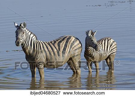 Burchell's Zebras (Equus quagga burchellii), adult and young animal standing in muddy water, Okaukuejo waterhole, Etosha National Park, Namibia, Africa View Large Photo Image Stock Photo - Burchell's Zebras (Equus quagga burchellii), adult and young animal standing in muddy water, Okaukuejo waterhole, Etosha National Park, Namibia, Africa. Fotosearch