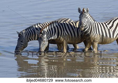 Burchell's Zebras (Equus quagga burchellii), standing in muddy water, drinking, Okaukuejo waterhole, Etosha National Park, Namibia, Africa View Large Photo Image Stock Photo - Burchell's Zebras (Equus quagga burchellii), standing in muddy water, drinking, Okaukuejo waterhole, Etosha National Park, Namibia, Africa. Fotosearch
