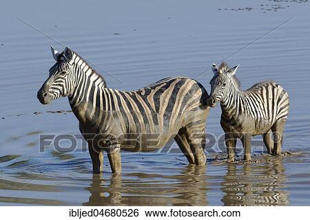 Burchell's Zebras (Equus quagga burchellii), adult and young animal standing in muddy water, Okaukuejo waterhole, Etosha National Park, Namibia, Africa View Large Photo Image Stock Photograph - Burchell's Zebras (Equus quagga burchellii), adult and young animal standing in muddy water, Okaukuejo waterhole, Etosha National Park, Namibia, Africa. Fotosearch