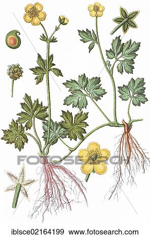 Buttercup (Ranunculus nemorosus) on the left, creeping crowfoot on the right (Ranunculus repens), medicinal plants, crop plants, chromolithography, about 1870 View Large Photo Image Stock Photo - Buttercup (Ranunculus nemorosus) on the left, creeping crowfoot on the right (Ranunculus repens), medicinal plants, crop plants, chromolithography, about 1870. Fotosearch