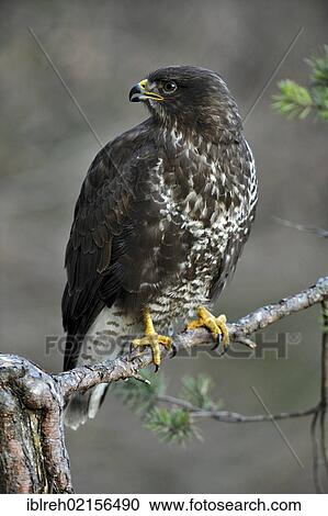 Stock Image - Buzzard (Buteo buteo), Terfener Forchat, Terfens, Tyrol, Austria, Europe. Fotosearch