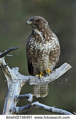 Buzzard (Buteo buteo), Terfener Forchat, Terfens, Tyrol, Austria, Europe View Large Photo Image Stock Image - Buzzard (Buteo buteo), Terfener Forchat, Terfens, Tyrol, Austria, Europe. Fotosearch