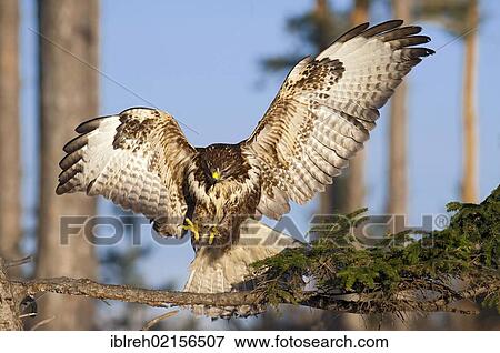 Buzzard (Buteo buteo), Terfener Forchat, Terfens, Tyrol, Austria, Europe View Large Photo Image Stock Photo - Buzzard (Buteo buteo), Terfener Forchat, Terfens, Tyrol, Austria, Europe. Fotosearch
