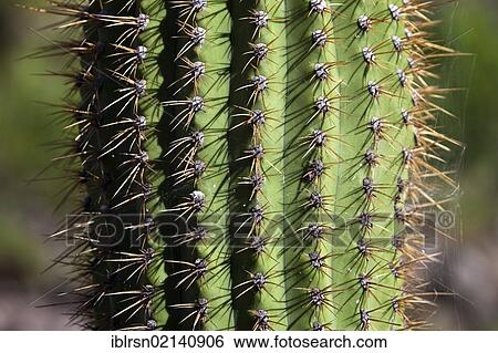 Cactus, close-up, Sierras de Chavez, San Juan, Argentina, South America View Large Photo Image Stock Photograph - Cactus, close-up, Sierras de Chavez, San Juan, Argentina, South America. Fotosearch