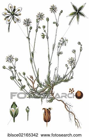 Calamine Spring Chickweed (Minuartia verna subsp. Hercynica), medicinal plant, useful plant, chromolithograph, circa 1790 View Large Photo Image Stock Image - Calamine Spring Chickweed (Minuartia verna subsp. Hercynica), medicinal plant, useful plant, chromolithograph, circa 1790. Fotosearch