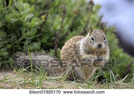 California ground squirrel (Spermophilus beecheyi), adult, alert, Monterey, California, USA, America, North America View Large Photo Image Stock Image - California ground squirrel (Spermophilus beecheyi), adult, alert, Monterey, California, USA, America, North America. Fotosearch