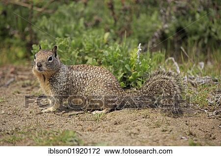California ground squirrel (Spermophilus beecheyi), adult, alert, Monterey, California, USA, America, North America View Large Photo Image Stock Image - California ground squirrel (Spermophilus beecheyi), adult, alert, Monterey, California, USA, America, North America. Fotosearch