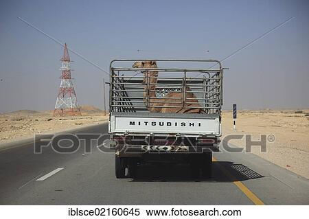 Camel calf being transported on the back of a truck along a desert road in the Ai-Wusta region, Oman, Arabian Peninsula, Middle East, Asia View Large Photo Image Stock Photography - Camel calf being transported on the back of a truck along a desert road in the Ai-Wusta region, Oman, Arabian Peninsula, Middle East, Asia. Fotosearch