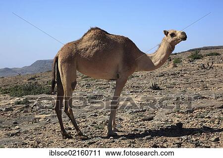 Camel (Camelus dromedarius), Oman, Arabian Peninsula, Middle East, Asia View Large Photo Image Stock Image - Camel (Camelus dromedarius), Oman, Arabian Peninsula, Middle East, Asia. Fotosearch