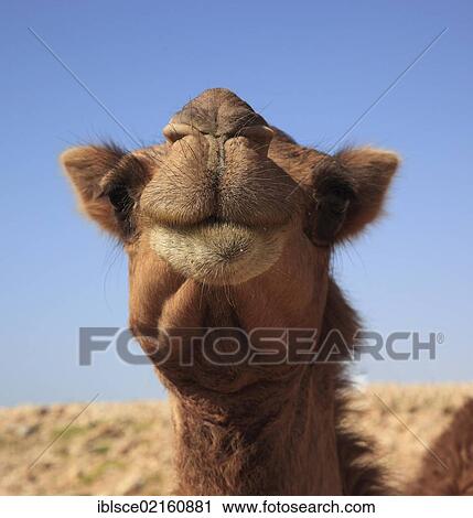 Camel (Camelus dromedarius), Oman, Arabian Peninsula, Middle East, Asia View Large Photo Image Stock Image - Camel (Camelus dromedarius), Oman, Arabian Peninsula, Middle East, Asia. Fotosearch