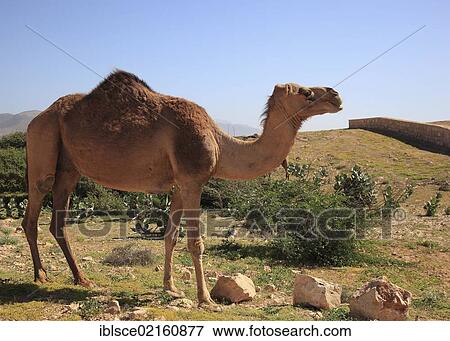 Camel (Camelus dromedarius), Oman, Arabian Peninsula, Middle East, Asia View Large Photo Image Stock Photo - Camel (Camelus dromedarius), Oman, Arabian Peninsula, Middle East, Asia. Fotosearch