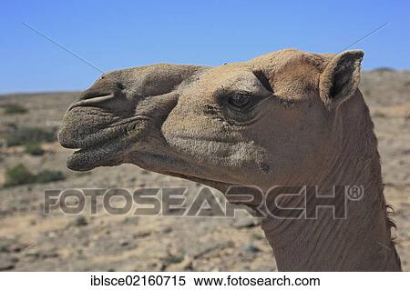 Camel (Camelus dromedarius), Oman, Arabian Peninsula, Middle East, Asia View Large Photo Image Stock Photography - Camel (Camelus dromedarius), Oman, Arabian Peninsula, Middle East, Asia. Fotosearch