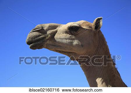 Camel (Camelus dromedarius), portrait, Oman, Arabian Peninsula, Middle East, Asia View Large Photo Image Stock Photograph - Camel (Camelus dromedarius), portrait, Oman, Arabian Peninsula, Middle East, Asia. Fotosearch