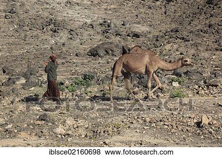Camel shepherd in the Dhofar region, Jabal al Qamar, southern Oman, Arabian Peninsula, Middle East, Asia View Large Photo Image Stock Photo - Camel shepherd in the Dhofar region, Jabal al Qamar, southern Oman, Arabian Peninsula, Middle East, Asia. Fotosearch