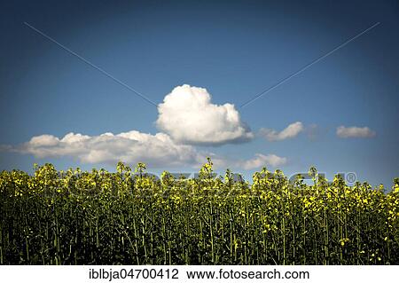 Canola blossom with with white clouds and blue sky, rape field, Limagne plain, Puy de Dome department, Auvergne-Rhône-Alpes, France, Europe View Large Photo Image Stock Image - Canola blossom with with white clouds and blue sky, rape field, Limagne plain, Puy de Dome department, Auvergne-Rhône-Alpes, France, Europe. Fotosearch