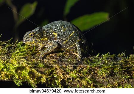 Canopy Chameleon (Furcifer willsii) on mossy branch, female, Analamazoatra, Andasibe National Park, Madagascar, Africa View Large Photo Image Stock Image - Canopy Chameleon (Furcifer willsii) on mossy branch, female, Analamazoatra, Andasibe National Park, Madagascar, Africa. Fotosearch