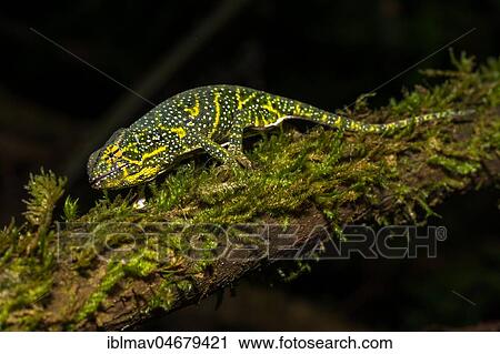Canopy Chameleon (Furcifer willsii) on mossy branch, female, Analamazoatra, Andasibe National Park, Madagascar, Africa View Large Photo Image Stock Image - Canopy Chameleon (Furcifer willsii) on mossy branch, female, Analamazoatra, Andasibe National Park, Madagascar, Africa. Fotosearch