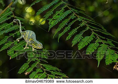 Canopy Chameleon (Furcifer willsii), female on leaf, rainforest, Analamazoatra, Andasibe National Park, Madagascar, Africa View Large Photo Image Stock Photo - Canopy Chameleon (Furcifer willsii), female on leaf, rainforest, Analamazoatra, Andasibe National Park, Madagascar, Africa. Fotosearch