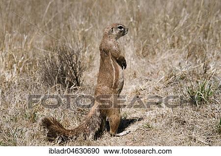 Cape ground squirrel (Xerus inauris) in Mountain Zebra National Park, Craddock, South Africa, Africa View Large Photo Image Stock Image - Cape ground squirrel (Xerus inauris) in Mountain Zebra National Park, Craddock, South Africa, Africa. Fotosearch