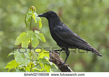 Carrion Crow (Corvus corone corone), Tratzberg, Tyrol, Austria, Europe View Large Photo Image Stock Photo - Carrion Crow (Corvus corone corone), Tratzberg, Tyrol, Austria, Europe. Fotosearch