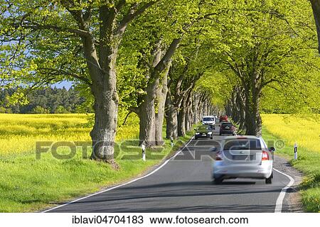 Stock Image - Cars drive through narrow oak avenue in spring, fresh green, rape fields, Mönchgut peninsula, Rügen Island, Mecklenburg-Western Pomerania, Germany, Europe. Fotosearch