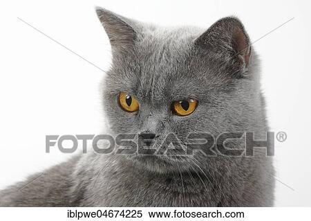 Carthusian cat, animal portrait, white background View Large Photo Image Stock Photography - Carthusian cat, animal portrait, white background. Fotosearch