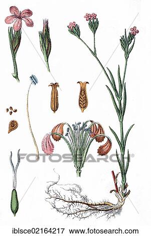 Stock Photo - Catchfly (Silene vaga), medicinal plant, crop plant, chromolithography, about 1870. Fotosearch