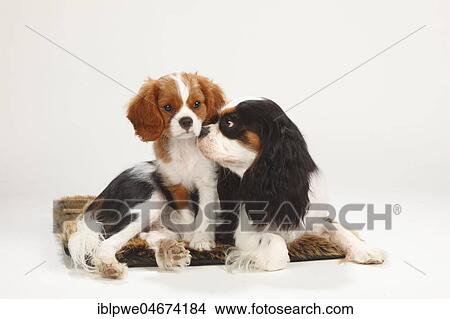 Picture - Cavalier King Charles Spaniel, bitch, tricolour, with puppy, Blenheim, white-brown, 10 weeks, sniff each other. Fotosearch