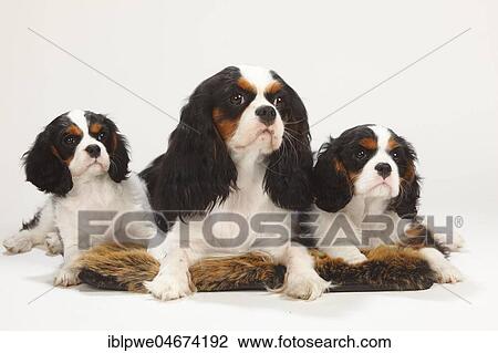 Cavalier King Charles Spaniel, bitch with two puppies, 10 weeks, tricolour, lying on pillow View Large Photo Image Stock Image - Cavalier King Charles Spaniel, bitch with two puppies, 10 weeks, tricolour, lying on pillow. Fotosearch