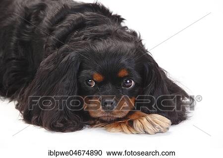 Cavalier King Charles Spaniel, bitch, black-and-tan, lying, white background View Large Photo Image Stock Image - Cavalier King Charles Spaniel, bitch, black-and-tan, lying, white background. Fotosearch