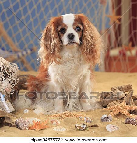 Stock Image - Cavalier King Charles Spaniel, bitch, Blenheim white-brown, 10 years old dog. Fotosearch