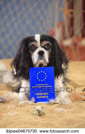 Cavalier King Charles Spaniel, bitch with pet passport, tricolour, 9 year old dog, lying in the sand View Large Photo Image Stock Image - Cavalier King Charles Spaniel, bitch with pet passport, tricolour, 9 year old dog, lying in the sand. Fotosearch