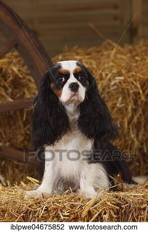Cavalier King Charles Spaniel, bitch, tricolour, sitting on straw in a barn View Large Photo Image Stock Image - Cavalier King Charles Spaniel, bitch, tricolour, sitting on straw in a barn. Fotosearch