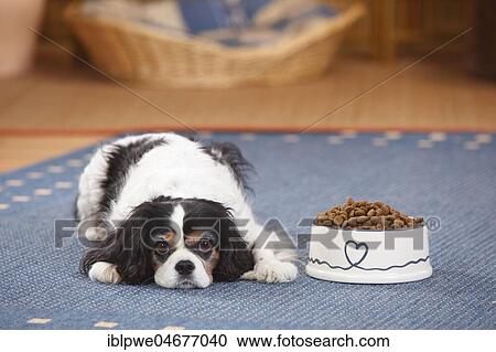 Cavalier King Charles Spaniel, bitch, tricolour, 9 years, lies next to a full feeding dish bowl, loss of appetite, anorexic dog, living room View Large Photo Image Stock Image - Cavalier King Charles Spaniel, bitch, tricolour, 9 years, lies next to a full feeding dish bowl, loss of appetite, anorexic dog, living room. Fotosearch
