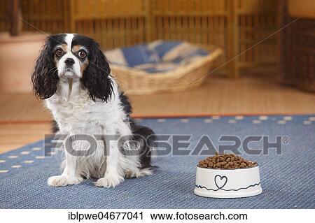 Cavalier King Charles Spaniel, bitch, tricolour, 9 years, sitting next to a full feeding dish bowl, loss of appetite, anorexic dog, living room View Large Photo Image Stock Image - Cavalier King Charles Spaniel, bitch, tricolour, 9 years, sitting next to a full feeding dish bowl, loss of appetite, anorexic dog, living room. Fotosearch