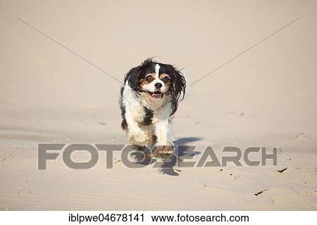 Cavalier King Charles Spaniel, bitch, tricolour, 11 years old, runs in the sand, Netherlands View Large Photo Image Stock Image - Cavalier King Charles Spaniel, bitch, tricolour, 11 years old, runs in the sand, Netherlands. Fotosearch