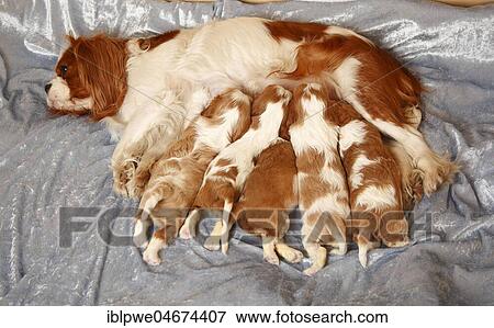 Cavalier King Charles Spaniel, bitch suckling puppies, Blenheim, white-brown, 3 weeks View Large Photo Image Stock Photo - Cavalier King Charles Spaniel, bitch suckling puppies, Blenheim, white-brown, 3 weeks. Fotosearch