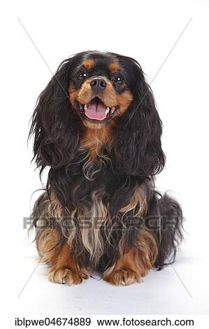 Stock Photo - Cavalier King Charles Spaniel, bitch, black-and-tan, lying, white background. Fotosearch