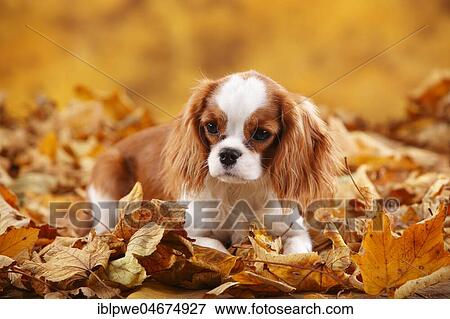 Cavalier King Charles Spaniel, bitch, Blenheim, white-brown, 6 months, lies in autumn leaves View Large Photo Image Stock Photo - Cavalier King Charles Spaniel, bitch, Blenheim, white-brown, 6 months, lies in autumn leaves. Fotosearch