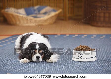 Cavalier King Charles Spaniel, bitch, tricolour, 9 years, lies next to a full feeding dish bowl, loss of appetite, anorexic dog, living room View Large Photo Image Stock Photo - Cavalier King Charles Spaniel, bitch, tricolour, 9 years, lies next to a full feeding dish bowl, loss of appetite, anorexic dog, living room. Fotosearch