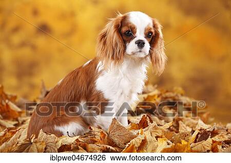 Cavalier King Charles Spaniel, bitch, Blenheim, white-brown, 6 months, sits in autumn leaves View Large Photo Image Stock Photograph - Cavalier King Charles Spaniel, bitch, Blenheim, white-brown, 6 months, sits in autumn leaves. Fotosearch