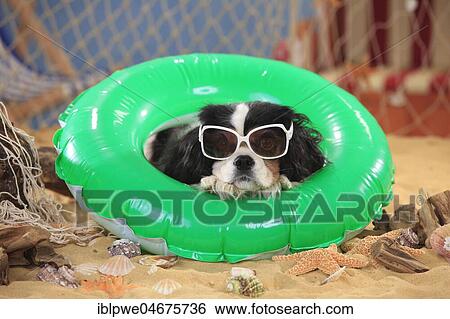 Cavalier King Charles Spaniel, bitch, tricolour, 9 years, with sunglasses in swimming ring, floating tire View Large Photo Image Stock Photograph - Cavalier King Charles Spaniel, bitch, tricolour, 9 years, with sunglasses in swimming ring, floating tire. Fotosearch