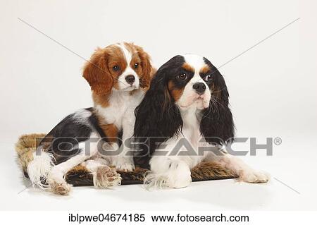 Cavalier King Charles Spaniel, bitch, tricolour, with puppy, Blenheim, white-brown, 10 weeks View Large Photo Image Stock Photography - Cavalier King Charles Spaniel, bitch, tricolour, with puppy, Blenheim, white-brown, 10 weeks. Fotosearch