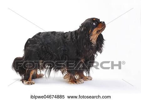 Stock Photography - Cavalier King Charles Spaniel, bitch, black-and-tan, pregnant, high-spectacular, white background. Fotosearch