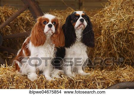 Cavalier King Charles Spaniel, bitches, Blenheim white-brown and tricolour, sitting next to each other in straw View Large Photo Image Picture - Cavalier King Charles Spaniel, bitches, Blenheim white-brown and tricolour, sitting next to each other in straw. Fotosearch